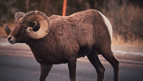 Ram-Sheep of the Badlands Fall 2022